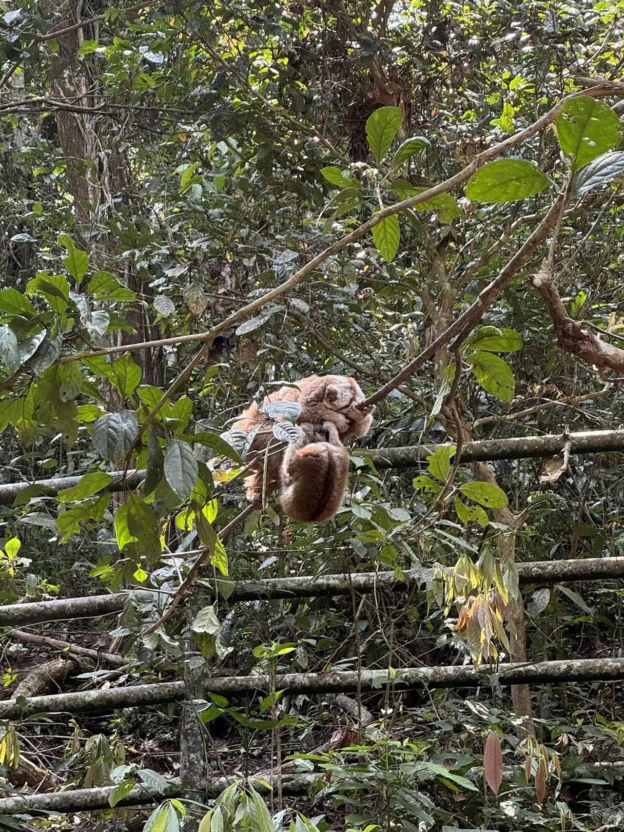 热带丛林里的小动物