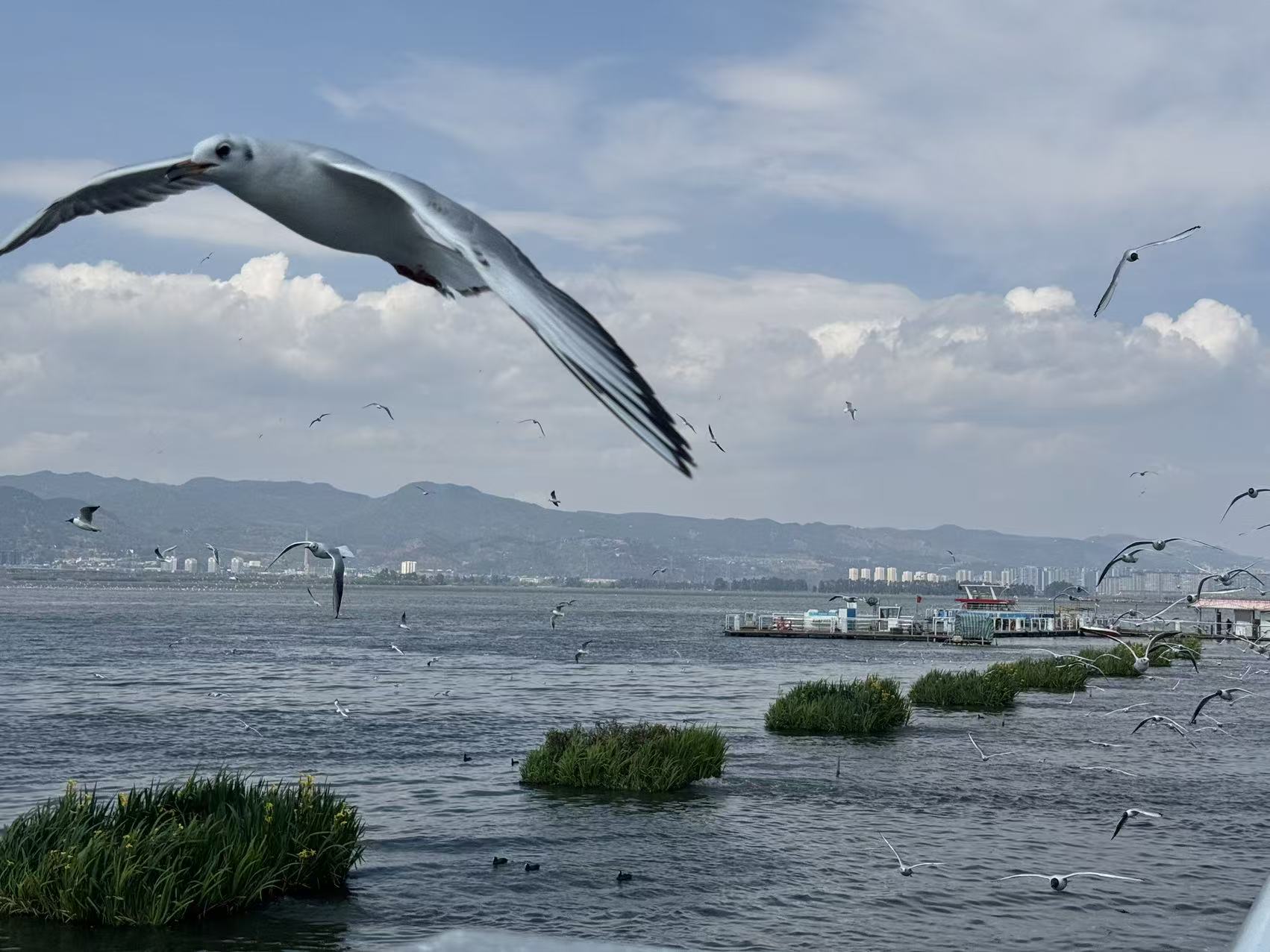 海鸥飞过滇池