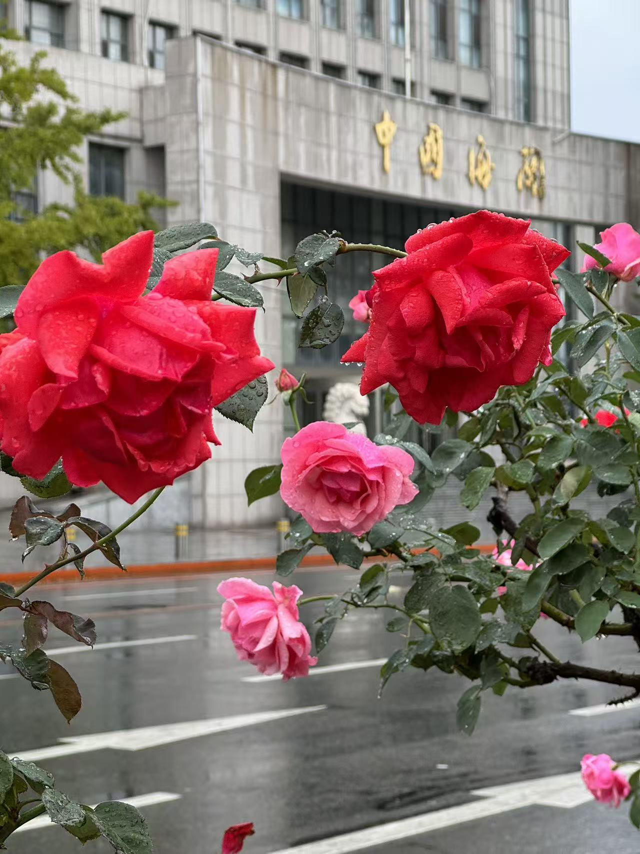 雨中的月季